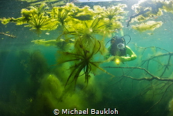 Underwater jungle by Michael Baukloh 